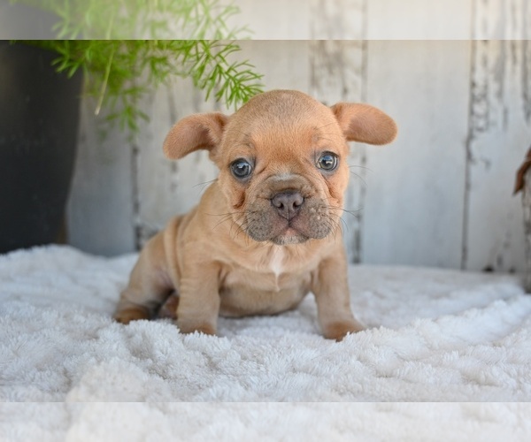 Medium Photo #4 French Bulldog Puppy For Sale in MILLERSBURG, OH, USA