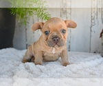 Small #3 French Bulldog