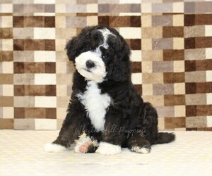 Bernedoodle (Miniature) Puppy for sale in DENVER, PA, USA