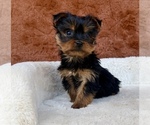 Small #11 Yorkshire Terrier