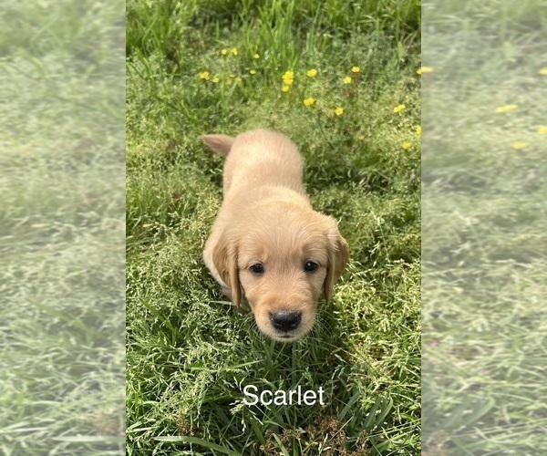 Medium Photo #2 Golden Retriever Puppy For Sale in STARKVILLE, MS, USA