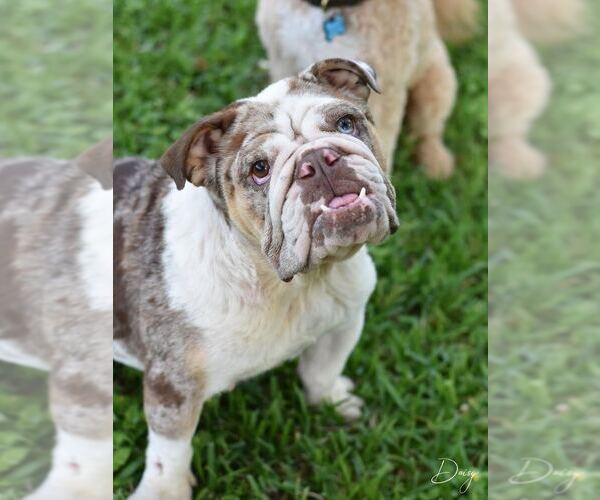 Medium Photo #2 Bulldog-Unknown Mix Puppy For Sale in Brewster, NY, USA
