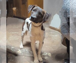 Catahoula Leopard Dog-Unknown Mix Dogs for adoption in Vail, AZ, USA