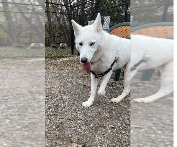Medium Photo #3 Siberian Husky-Unknown Mix Puppy For Sale in Elmsford, NY, USA