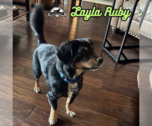 Layla Ruby - Female Dachshund-Unknown Mix Dog for Adoption - Photo #31