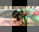Small #2 Dachshund