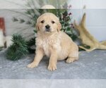 Puppy Morgan Golden Retriever