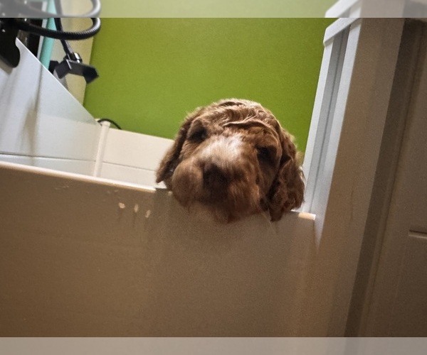 Medium Photo #2 Goldendoodle Puppy For Sale in LEXINGTON, SC, USA