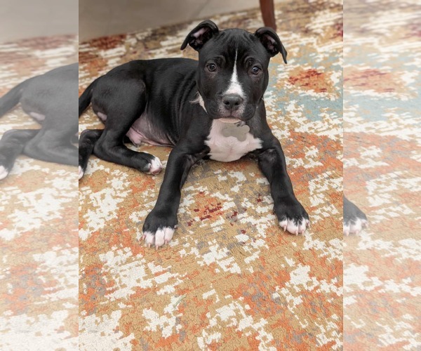 Medium Photo #5 Mutt Puppy For Sale in Holly Springs, NC, USA