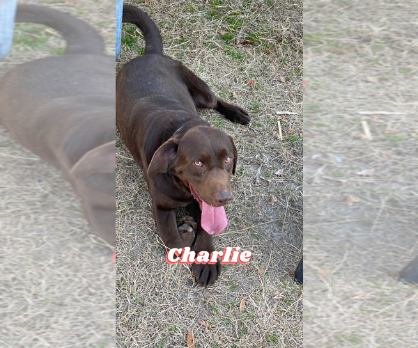 Medium Photo #1 Labrador Retriever Puppy For Sale in JEFFERSON, SC, USA