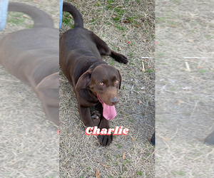 Father of the Labrador Retriever puppies born on 06/20/2025