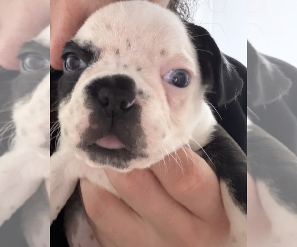 Medium Photo #1 Faux Frenchbo Bulldog Puppy For Sale in HINSDALE, NH, USA