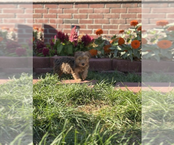Medium Photo #1 Yorkshire Terrier Puppy For Sale in ROSEDALE, NY, USA