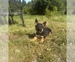 Small #3 German Shepherd Dog