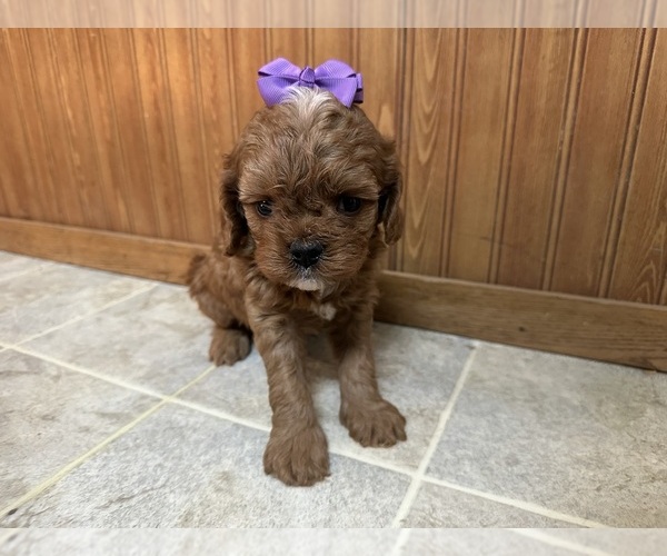 Medium Photo #4 Cavapoo (Miniature) Puppy For Sale in GREENWOOD, WI, USA
