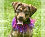 Small #1 American Pit Bull Terrier-Poodle (Standard) Mix