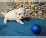 Small Photo #6 Maltese Puppy For Sale in OCALA, FL, USA