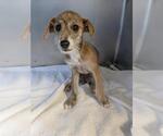 Small Parson Russell Terrier Mix