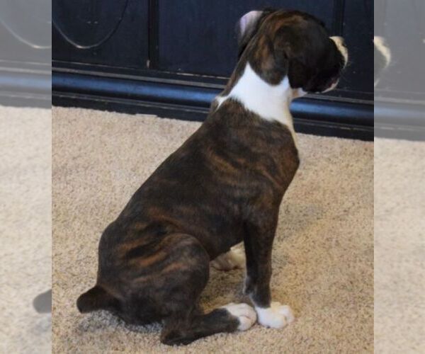 Medium Photo #9 Boxer Puppy For Sale in SENECA, KS, USA