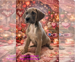 Great Dane Puppy for sale in ENGLISH, IN, USA