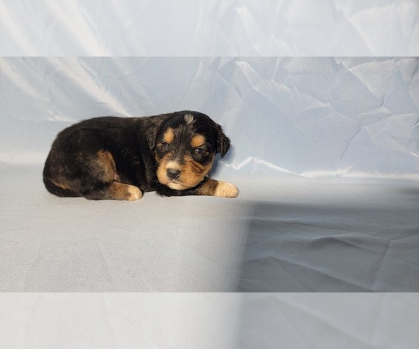 Medium Photo #10 Golden Mountain Dog Puppy For Sale in BLACK FOREST, CO, USA