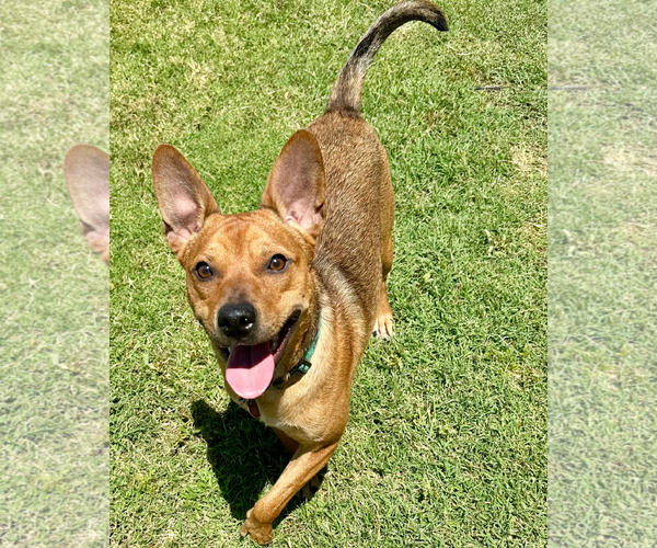 Medium Photo #6 Basenji-Unknown Mix Puppy For Sale in Chandler, AZ, USA