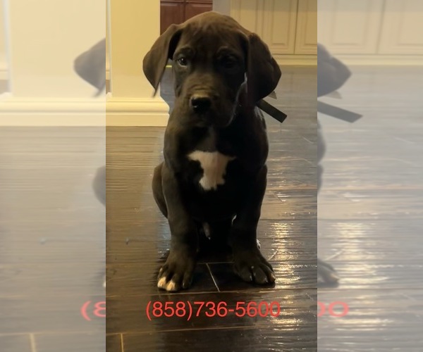 Medium Photo #1 Great Dane Puppy For Sale in CLANTON, AL, USA