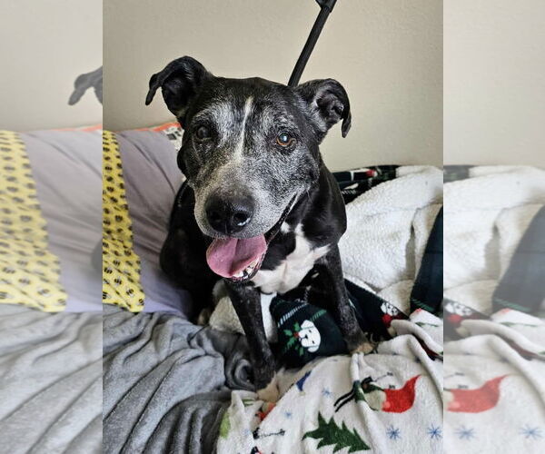 Medium Photo #5 Labrador Retriever-Unknown Mix Puppy For Sale in McKinney, TX, USA