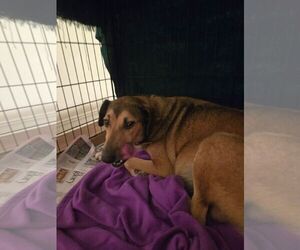 Mutt Dogs for adoption in New Orleans, LA, USA