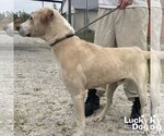 Small #6 Labrador Retriever Mix