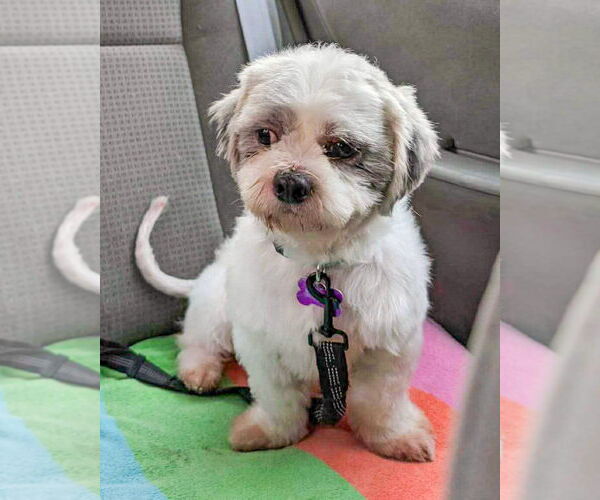 Medium Photo #2 Shih Tzu-Unknown Mix Puppy For Sale in Corona, CA, USA