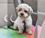 Small #1 Shih Tzu Mix