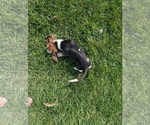 Small #6 Basset Hound