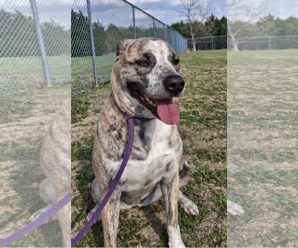 Medium Photo #7 American Pit Bull Terrier-Anatolian Shepherd Mix Puppy For Sale in Rockwall, TX, USA