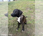 Small Photo #9 Labrador Retriever-Unknown Mix Puppy For Sale in Oakhurst, NJ, USA
