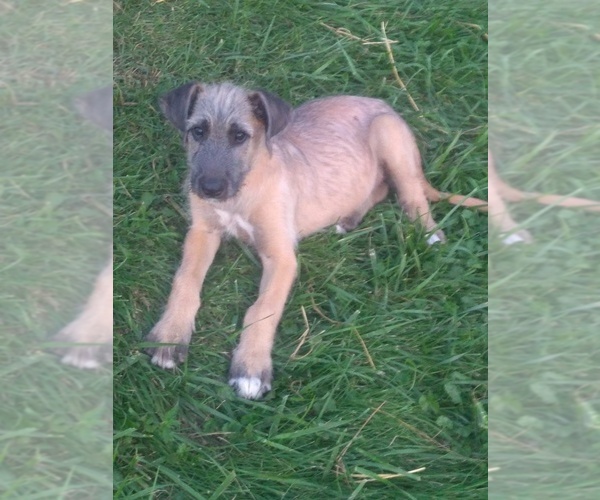 Medium Photo #1 Irish Wolfhound Puppy For Sale in NEW CONCORD, OH, USA