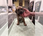Puppy Rosa Cane Corso
