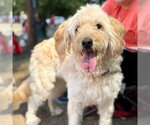 Small #1 Golden Retriever Mix