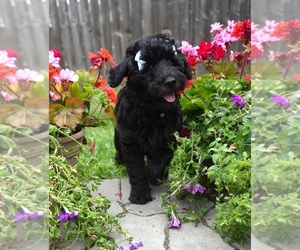 Goldendoodle Puppy for sale in AUBURN, IN, USA