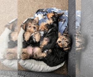 Yorkshire Terrier Litter for sale in YUCCA VALLEY, CA, USA
