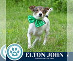 Small #4 Jack Russell Terrier Mix