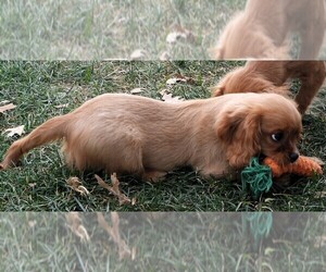 Cavalier King Charles Spaniel Litter for sale in CARLISLE, KY, USA