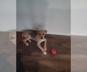Val - Female Beagle-Unknown Mix Dog for Adoption - Photo #9