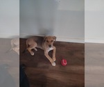Small Photo #9 Beagle-Unknown Mix Puppy For Sale in Escondido, CA, USA