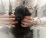 Puppy 6 Schnoodle (Giant)