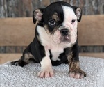 Small #6 English Bulldog