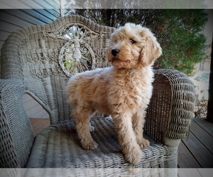 Goldendoodle Puppy for sale in EL DORADO SPRINGS, MO, USA