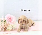 Small Photo #16 Cocker Spaniel Puppy For Sale in LOYAL, WI, USA
