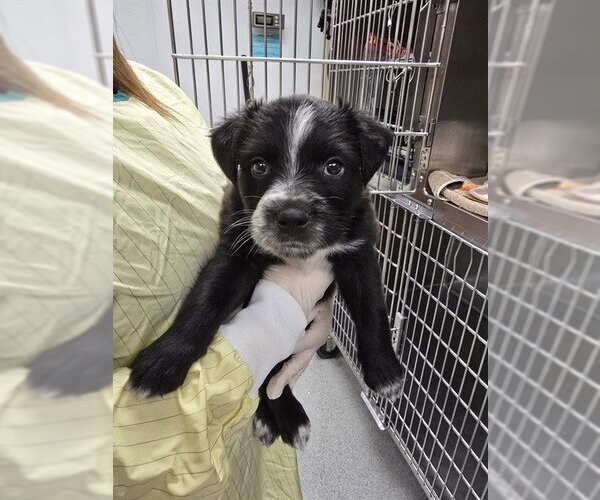 Medium Photo #1 Mutt Puppy For Sale in Rancho Cucamonga, CA, USA