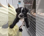 Small Mutt